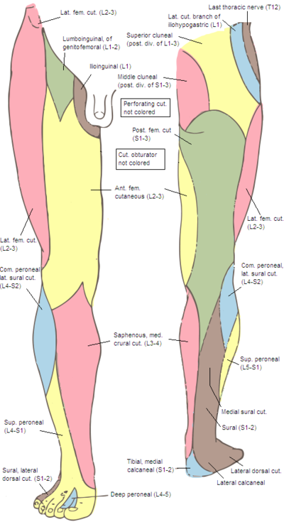 Peripheral Nerve Entrapment - Differential Diagnosis of the Knee